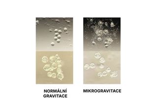 Reprodukce mimo Zemi může být složitější, než se čekalo. Spermie ve stavu beztíže ztrácejí orientaci